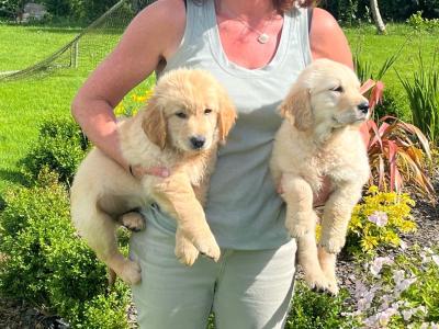 Beautiful IKC Registered Golden Retriever puppies in Roscommon