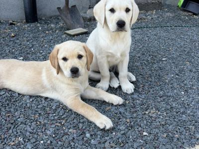 Golden Retriever x Black Labrador puppies in Leitrim