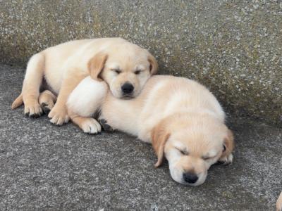 Golden Retriever x Black Labrador puppies in Leitrim