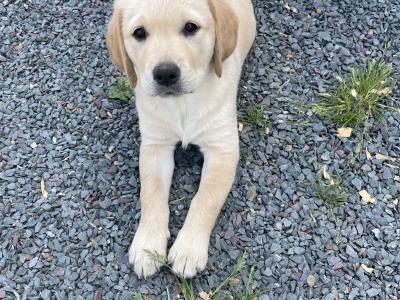 Golden Retriever x Black Labrador puppies in Leitrim