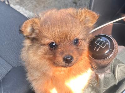 Male Pomeranian x Border Collie  male puppy for sale in Kerry