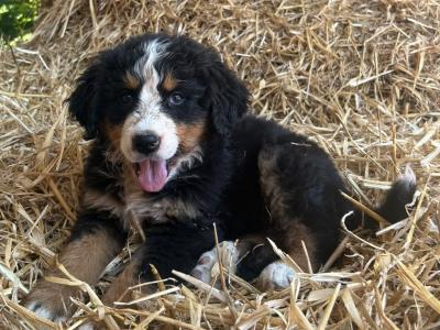 Beautiful IKC Registered Bernese Mountain Dog puppies in Wicklow
