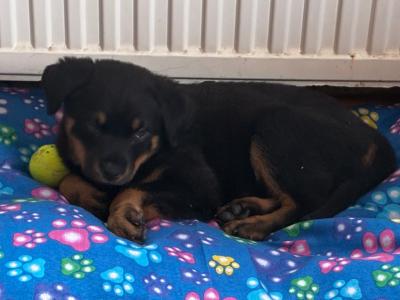 Female Rottweiler puppy in Galway