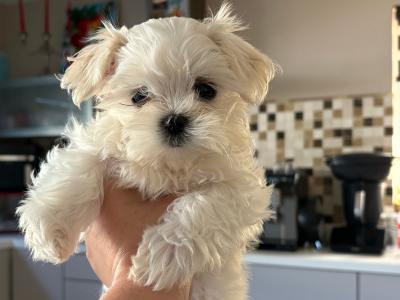 Beautiful IKC Registered (pending) Maltese puppies available in Dublin