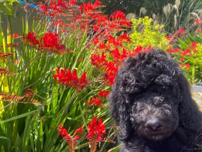 Gorgeous Standard Poodle puppies in Donegal