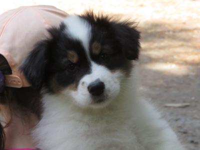 IKC Registered Australian Shepherd puppies in Waterford