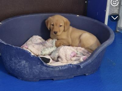 IKC Registered Labrador puppies in Cavan €750