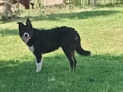Friendly pedigree male Border Collie puppy 6 months old for sale in Monaghan