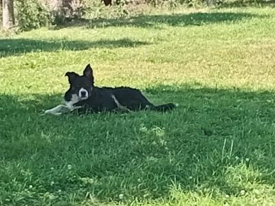 Friendly pedigree male Border Collie puppy 6 months old for sale in Monaghan