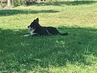 Friendly pedigree male Border Collie puppy 6 months old for sale in Monaghan