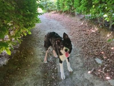 Friendly pedigree male Border Collie puppy 6 months old for sale in Monaghan