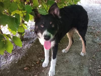 Friendly pedigree male Border Collie puppy 6 months old for sale in Monaghan