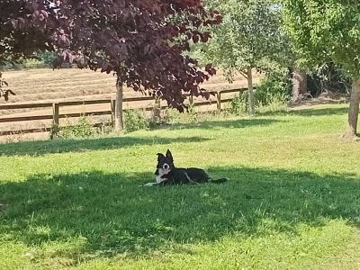 Friendly pedigree male Border Collie puppy 6 months old for sale in Monaghan