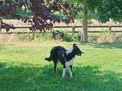 Friendly pedigree male Border Collie puppy 6 months old for sale in Monaghan