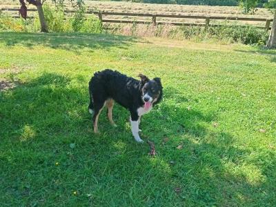 Friendly pedigree male Border Collie puppy 6 months old for sale in Monaghan