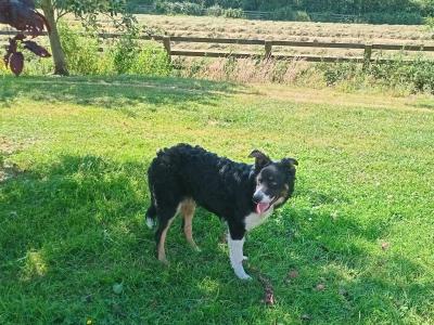 Friendly pedigree male Border Collie puppy 6 months old for sale in Monaghan
