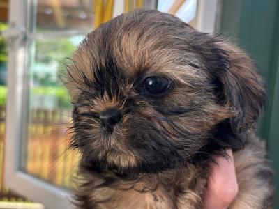 Shih Tzu puppies in Kildare