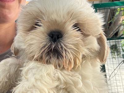 Shih Tzu puppies in Kildare