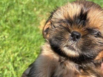 Shih Tzu puppies in Kildare