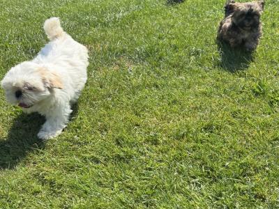 Shih Tzu puppies in Kildare