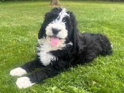 Bernadoodle puppies in Kilkenny