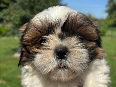 Shih Tzu puppies in Kildare