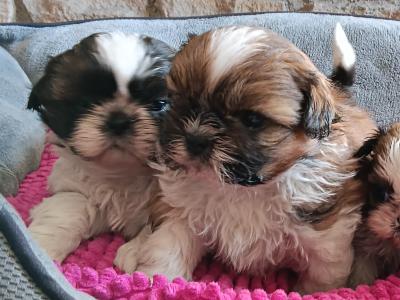 IKC Registered (pending) Shih Tzu puppies in Cork