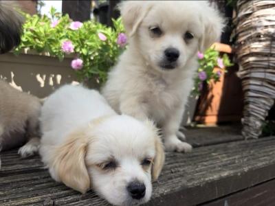 Five little hearts looking for Loving Homes 🐾