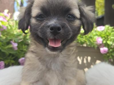 Five little hearts looking for Loving Homes 🐾