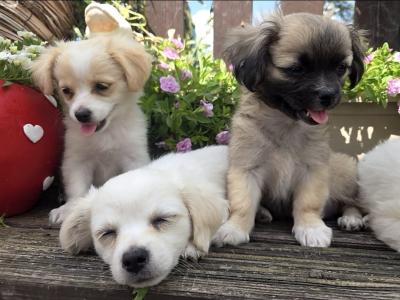 Five little hearts looking for Loving Homes 🐾