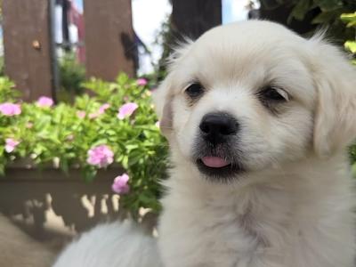 Five little hearts looking for Loving Homes 🐾