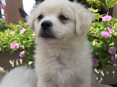 Five little hearts looking for Loving Homes 🐾