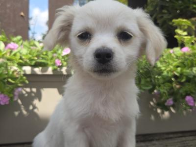 Five little hearts looking for Loving Homes 🐾