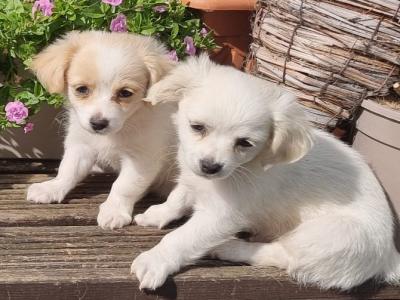 Five little hearts looking for Loving Homes 🐾