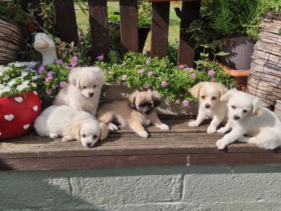 Five little hearts looking for Loving Homes 🐾