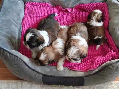 IKC Registered (pending) Shih Tzu puppies in Cork