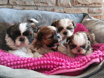 IKC Registered (pending) Shih Tzu puppies in Cork
