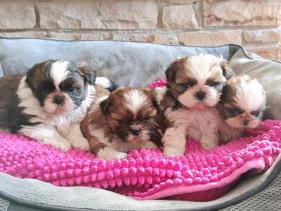IKC Registered (pending) Shih Tzu puppies in Cork