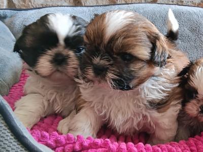 IKC Registered (pending) Shih Tzu puppies in Cork