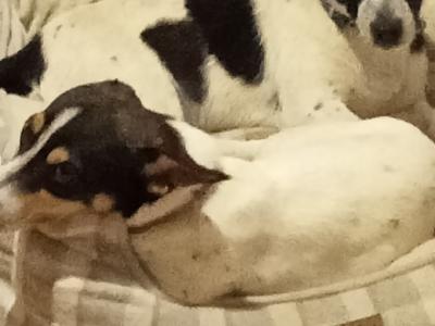 Female Miniature Jack Russell puppies for sale in Kildare