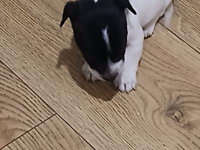Female Miniature Jack Russell puppies for sale in Kildare