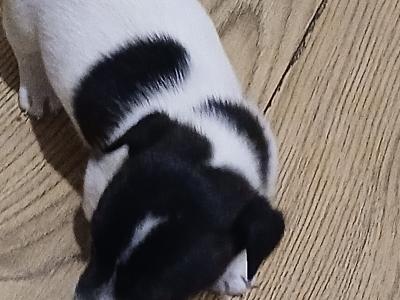 Female Miniature Jack Russell puppies for sale in Kildare