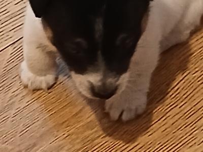 Female Miniature Jack Russell puppies for sale in Kildare
