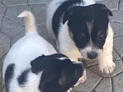Female Miniature Jack Russell puppies for sale in Kildare