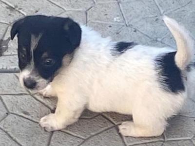 Female Miniature Jack Russell puppies for sale in Kildare