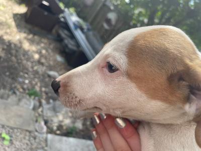 Beautifully coloured Whippet puppies in Laois
