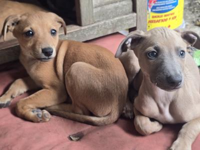 Beautifully coloured Whippet puppies in Laois