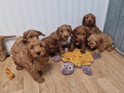8 Cockapoo puppies for sale in Wexford