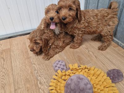 8 Cockapoo puppies for sale in Wexford