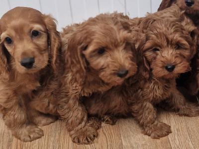8 Cockapoo puppies for sale in Wexford